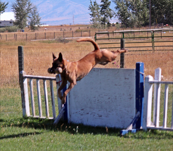 lalu-schutzhund-misc-aug212011 021
