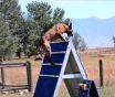 lalu-schutzhund-misc-aug212011 023