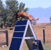 lalu-schutzhund-misc-aug212011 026