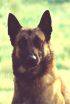 danno