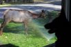 lalu-ynp-elk-around-home1-sept252011-002
