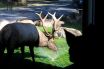 lalu-ynp-elk-around-home1-sept252011-032